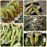 semillas de wasabi - resistentes al invierno para balcones Eutrema wasabi, Comprar de invierno 100pcs