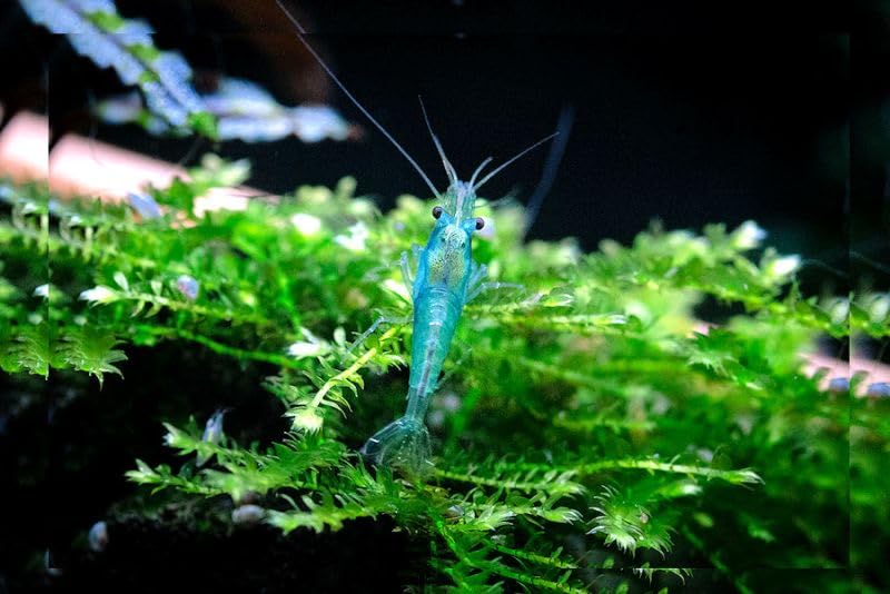 Nano-Plant Moos Flssigdnger fr Aquarienmoose 10 ml fr 2000 Liter   Spezialdnger ohne Nitrat & Phosphat  Fr Garnelen & Nano-Aquarien   Frdert Mooswachstum & sattgrne Moose : Amazon.de: Haustier