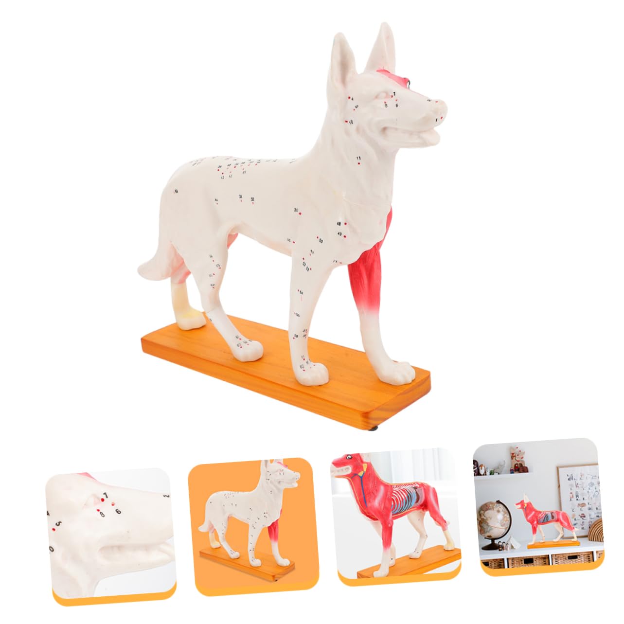 Modello di Agopuntura Canino in Pvc per Insegnamento Anatomia Veterinaria, Strumento Didattico per Studenti e Insegnanti di Medicina Cinese