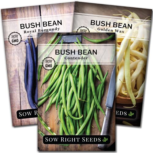 Sow Right Seeds - Tri Color Bush Bean Seed Collection for Planting - Individual Packets Contender, Royal Burgundy and Golden Wax Bush Beans - Non-GMO Heirloom Seeds to Plant a Home Vegetable Garden