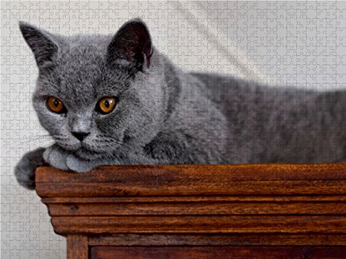 CALVENDO Puzzle 'Bärige Schmusetiger' – 1000 Teile, 64 X 48 Cm, Hochwertiges Foto-Puzzle