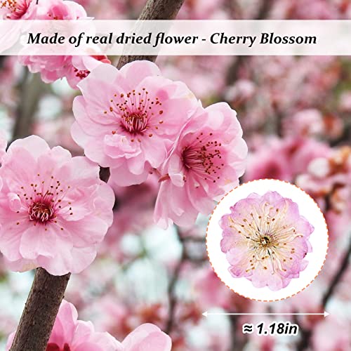 60 flores secas de cerezo prensadas rosas para manualidades miniatura 2