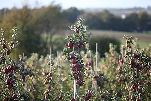 Kauffman'S Fruit Farm & Market Orchards Fresh-Picked Red Delicious Apples  thumb #3