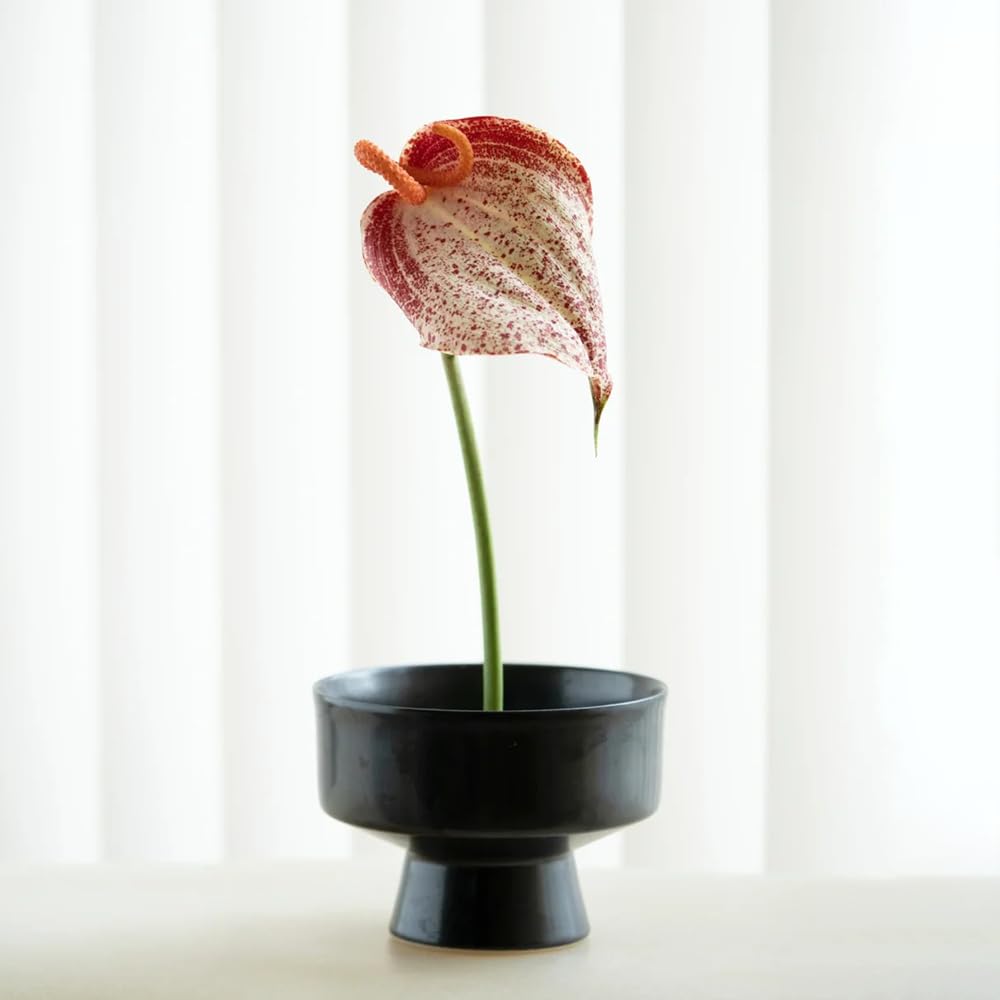 30 pcs Anthurium clarinervium samen - zimmerpflanzenfr Wohnzimmer, Bro  und Schlafzimmer flamingoblume, balkon dekoschattenpflanzen  pflanzensamenfensterbank deko garten geschenkeinfach : Amazon.de: Garten