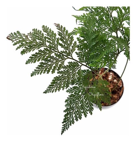Muda De Samambaia Renda Francesa Planta Natural Exótica Decoração...