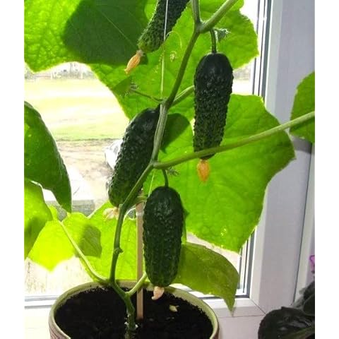 Cozy Crib Indoor Self-Pollinating Cucumber Seeds Cover