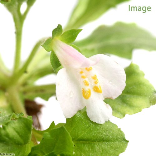サギゴケとは 花言葉や葉っぱの特徴から育て方まで解説 開花時期は Kurashi No サギゴケとは 花言葉や葉っぱの特徴から育て方まで解説 開花時期は Kurashi No