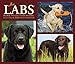 Just Labs 2020 Box Calendar (Dog Breed Calendar)