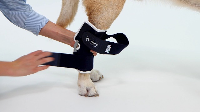 Image of Balto Hock Brace - Dog Brace with Aluminum Splints - Pre /Post Surgery Helps Support Arthritis and Unstable Joints - Back Leg Support (Small)