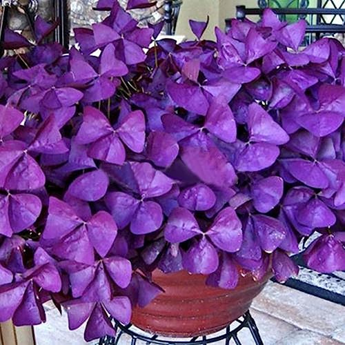 Saterkali Semillas de bulbos de trébol Triangularis, 10 piezas de bulbos de trébol Triangularis fáciles de plantar semillas de flores de hojas Bombillas Oxalis Púrpura
