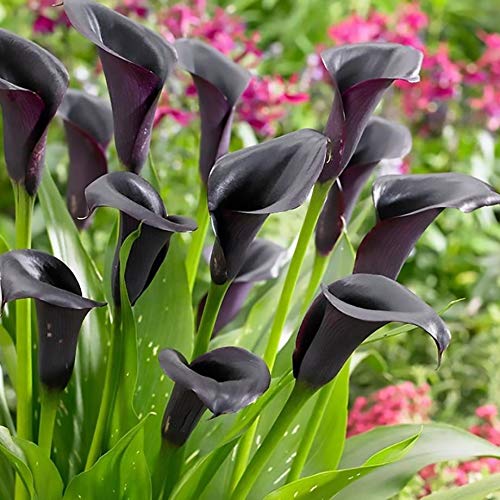 See full amazon price history chart for Andhagnai Greens Flower Bulbs - Calla Lily (Zantedeschia) Flower Bulbs For Summer Gardening (Set of 2 Bulbs) (Black) Andhagnai Greens Flower Bulbs - Calla Lily (Zantedeschia) Flower Bulbs For Summer Gardening (Set of 2 Bulbs) (Black) (B0BX6VX6VW) Amazon Price History, Amazon Price Tracker
