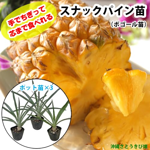 Amazon | スナックパイン苗(ボゴール苗)ポット苗【パイナップル】×3鉢