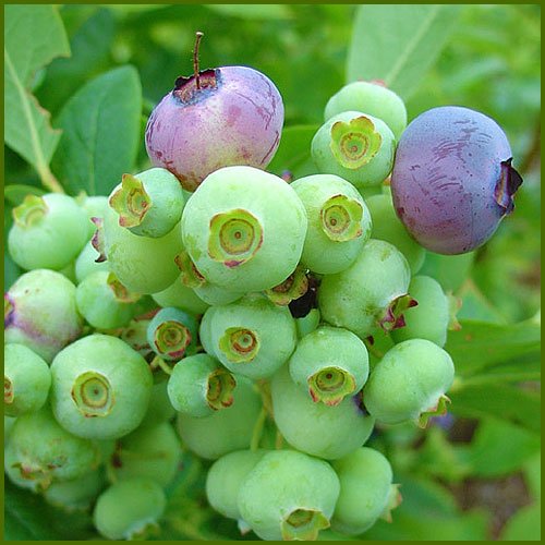 Amazon.co.jp: ブルーベリー苗木 おすすめ2品種セット サンシャイン