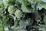 Rapini Broccoli Raab Seeds, Early Fall Italian Rabe Leaf Vegetable, 100c