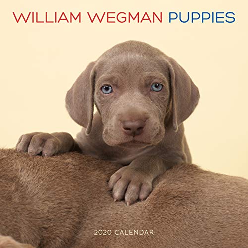 Télécharger William Wegman Puppies 2020 Calendar Livre PDF Gratuit