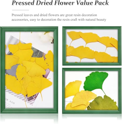 Hojas secas de Ginkgo amarillo para manualidades, 42 pcs miniatura 7