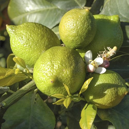 YouGarden Large Citrus Lime Tree in 4 Litre Pot, Supplied Garden Ready to Plant, Grow Your Own