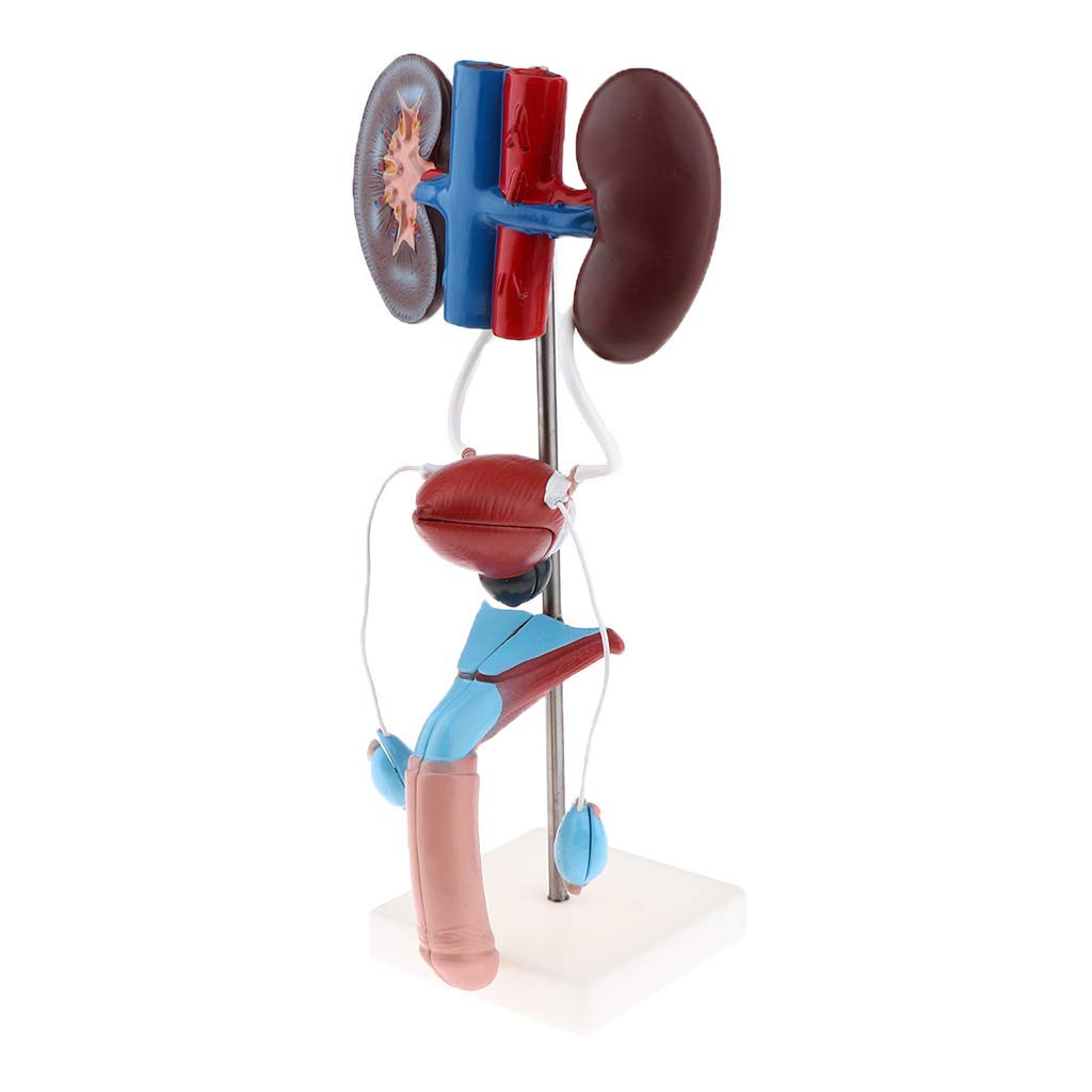 Professionelle Männliches Urogenital System Anatomisches Modell für Anatomie Lehrmittel Laborbedarf
