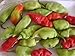 10 Seeds Trinidad Pimento Pepper Seeds A. K. A. Seasoning Pepper (C.chinense) Very Tasty!