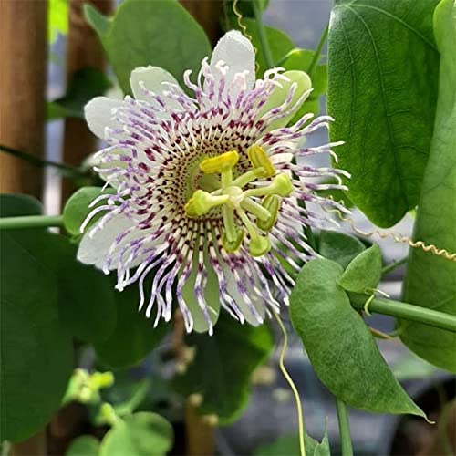 Chuxay Garden Mix Passion Fruit-Passiflora Edulis,Passion Flower,Originating 10 Seeds Xotic Non-Gmo Flower Sweet Fruit Gardening Gifts Great For Garden #TOP4