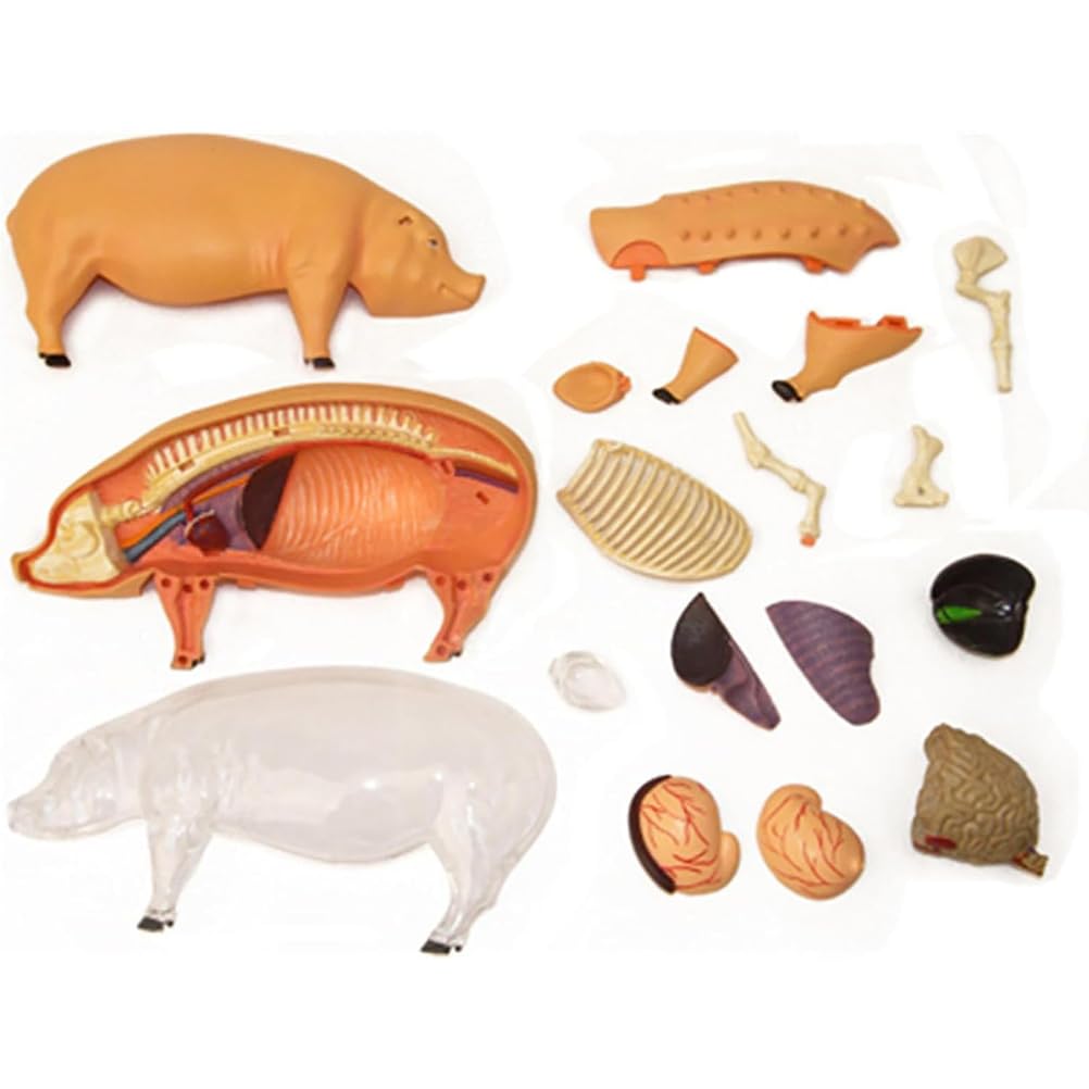 Modello anatomico del maiale 4D - Campione biologico staccabile per formazione veterinaria e dimostrazioni educative, ideale per studenti e professionisti