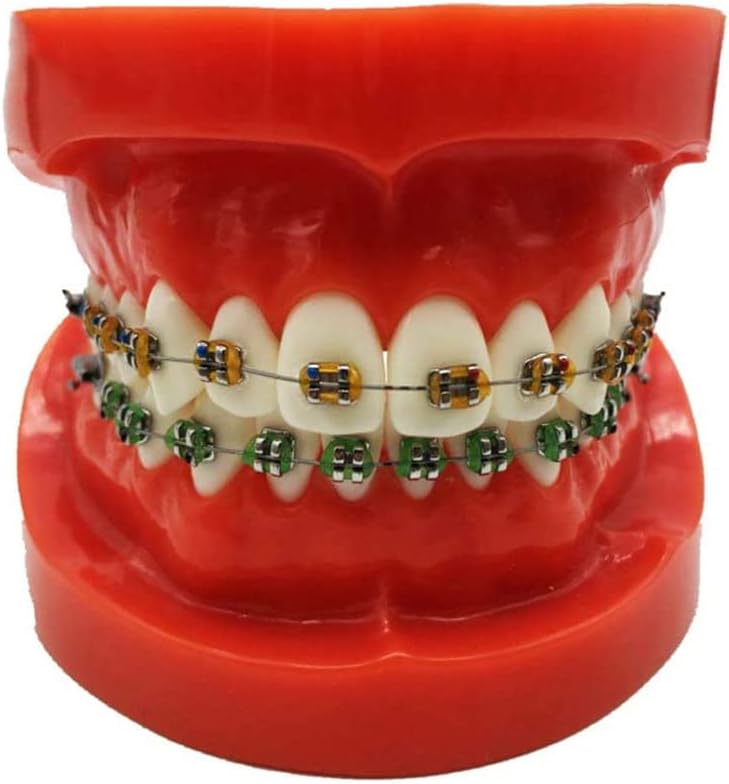 LEMITA Modelo de demostración de ortodoncia dental - Modelo de enseñanza de estudio de dientes dentales - Modelo de dientes de tipodonte con