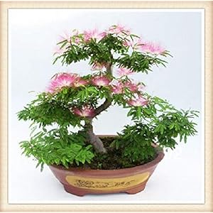Portaal Cool 20: Zeldzame Calliandra Bonsai, Giapponese semi Calliandra Bonsai Regno Unito Stock