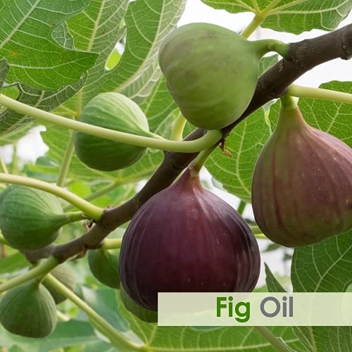 Image of B-URBAN Fig Oil, Pure And Natural Fig Oil With Dropper,High Concentration Of Vitamin E |Skin Care (Moisturize, Nourish, Rejuvenate),Hair Care (Prevent Dry Brittle And Split Ends)-30ml