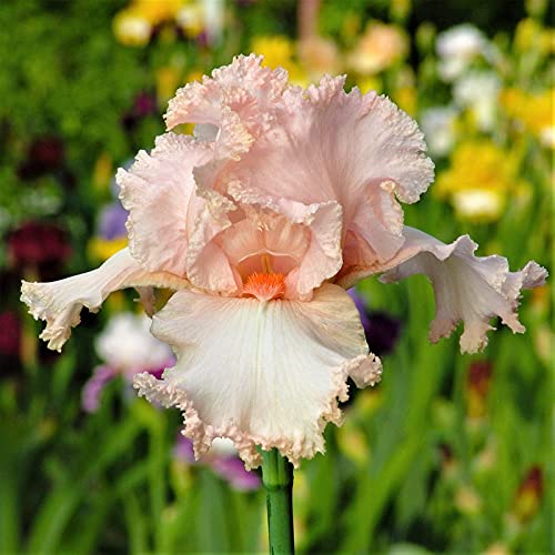 IMP. Hybrid Bearded Iris Dwarf & Multi cut Aromatic Winter Flower Rhizome Home Pot/Land Gardening Reblooming Replanting (Pack of 7 Califlora October Splendor Bearded Iris)-image-14