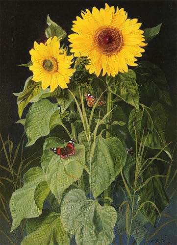 Image sur toile Tournesols Niels Fristrup affiche impression d'art murale 60x90