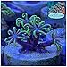 coralSLover Live Saltwater Coral Frag - Green Star Polyps