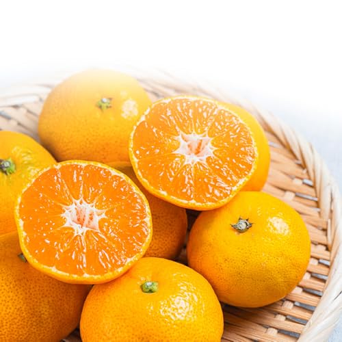 ゆらっ子みかん ゆらっこみかん ケース 箱売り 和歌山県産 由良 JA紀州 5kg S もしくは M みかん ミカン 蜜柑 糖度12度以上 高糖度 フルーツ 果物 果実 くだもの 大容量 まとめ買い ご自宅用 ご家庭用 【BO】[ゆらっ子みかん 5kg(青