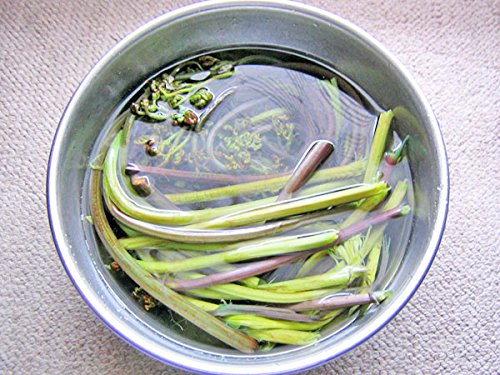 Amazon.co.jp: 北海道産 山ワラビ(天然・生わらび）2kg 出荷時期：5～6
