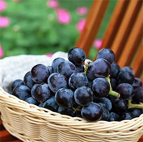 Zcbang Natural Fruit Seeds Kyoho Grapes Seeds 30Pcs #TOP1