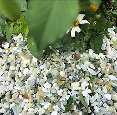 Image of 7lb Jade Bean Pebbles,1 /4 Inch Cactus Bonsai DIY Rocks, Natural Succulent Rock and River Rocks Decorative for Aquariums, Vases, Terrarium, Outdoor Gardening, Top Dressing for Potted Plants