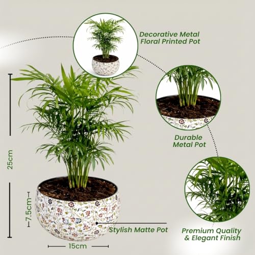 Image of Amulya Farms Indoor Plants for Home | Bamboo Palm Plant In Premium Floral Print Metal Plant Pot | Air Purifying Bamboo Plants For Home Decoration | Live Plants with Pots For Living Room