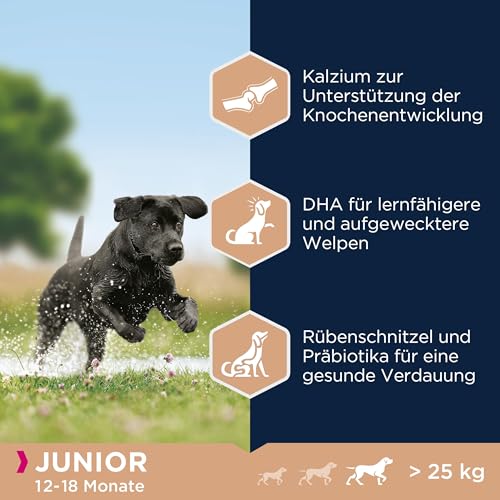 Eukanuba Hundefutter mit frischem Huhn für große Rassen, Premium Trockenfutter für Junior Hunde, 15 kg