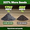HOME GROWN Non GMO Genovese Basil Seeds Pack 1,750+ High Germination Heirloom Seeds (Ocimum basilicum) Herb Seeds for Planting Indoor & Outdoor Gardening, for Culinary Use #2