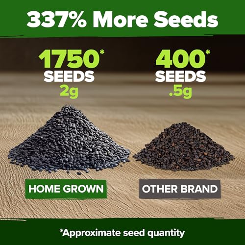 HOME GROWN Non GMO Genovese Basil Seeds Pack 1,750+ High Germination Heirloom Seeds (Ocimum basilicum) Herb Seeds for Planting Indoor & Outdoor Gardening, for Culinary Use - Image 3