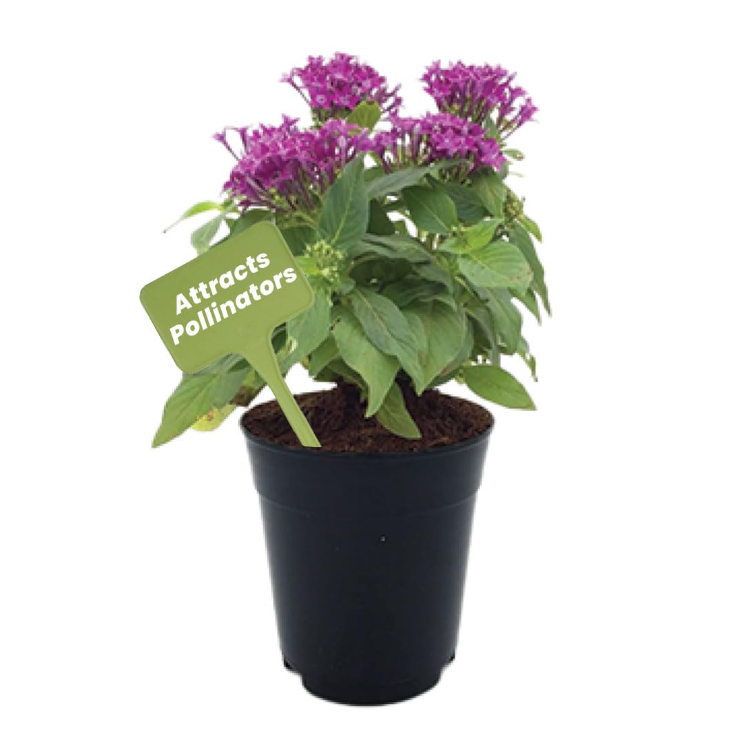American Plant Exchange Penta Violet