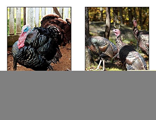 All About Turkeys (Rosen Real Readers
