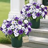 MARTINE MALL Artificial Flowers for Outdoors, 2 Potted Realistic Fake Outdoor Flowers, UV Resistant Silk Petunia Flower for Outside Look Real Faux Flower Plants in Pot for Porch Garden Decor, 20''