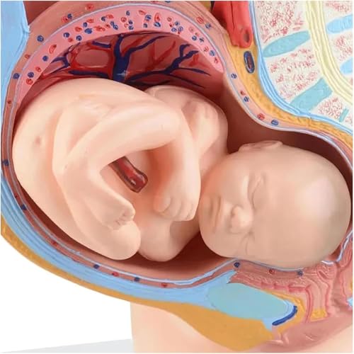 Modèle pelvis pregnancy 4D pour ateliers scientifiques enfants - 7