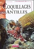 coquillage antilles  Coquillages des Antilles