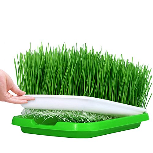 MOEGEN Seed Sprouter Trays,Deluxe Kitchen Crop 5 -Trays Seed Sprouter Germinator, Food Healthy Wheatgrass Grower