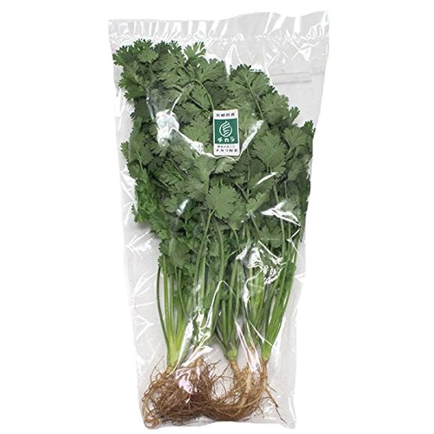期間限定　パクチー　香菜　新鮮野菜　業務用　大量　卸し　旬野菜 gfkazusa-premium_v80-500-cl