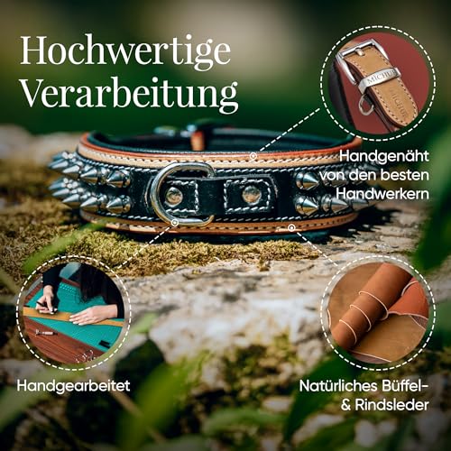 MICHUR Strike NO. 1 Hundehalsband Leder, Halsband, Lederhalsband Hund, Nieten, Halsband Leder MIT Nieten, BEIGE SCHWARZ BREIT, in verschiedenen Größen erhältlich