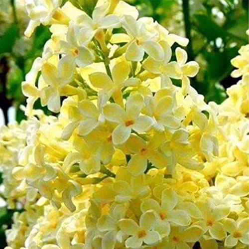 Qauzuy Garden 50 Yellow Lilac Seeds Bloom Perennial Fragrant Flower Shrub Bush Accent Plant Striking Privacy Screens Very Hardy Low-Maintenance #TOP2