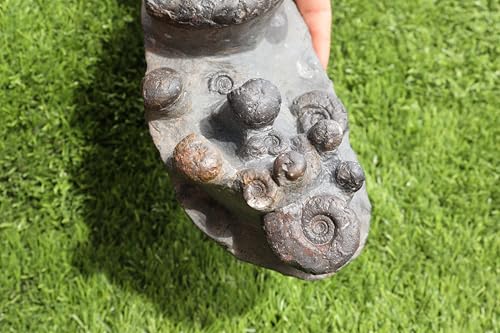 Image of Ammonite Fossil Natural Platyclymenia & Goniatites Plate Fossil from Morocco Rare Fossil Ammonite Fossil A57