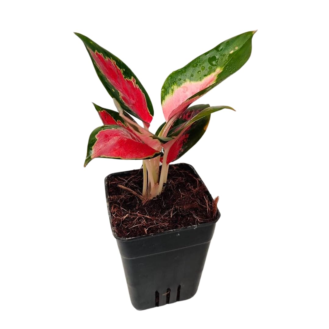 CAPPL Red Aglaonema - Ornamental Live Indoor Plant - Perfect for Desk, Table, Livingroom (B0C2C9LFPZ) Amazon Price History, Amazon Price Tracker